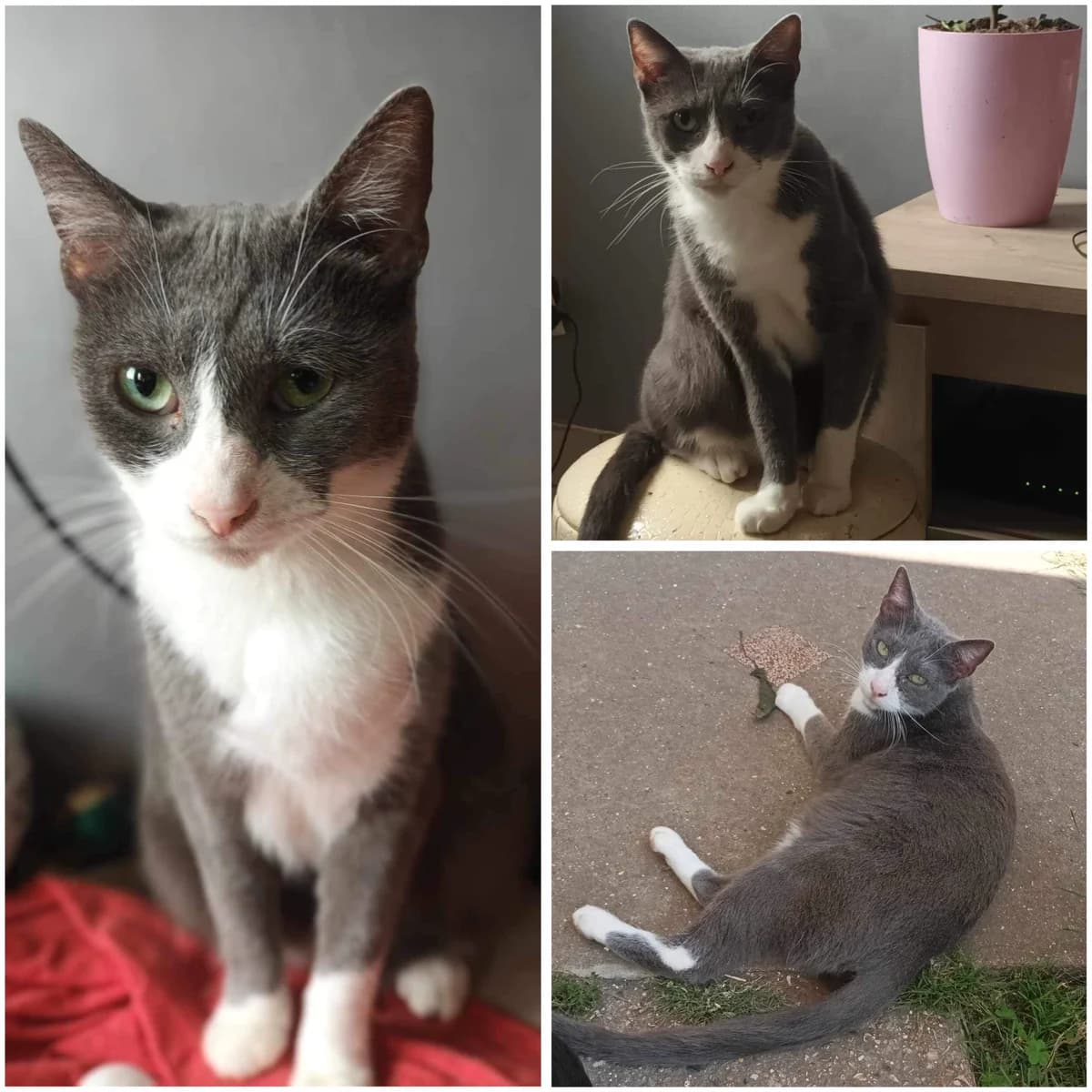 Taillis, female Mixed Breed for adoption at L, l arche de siena