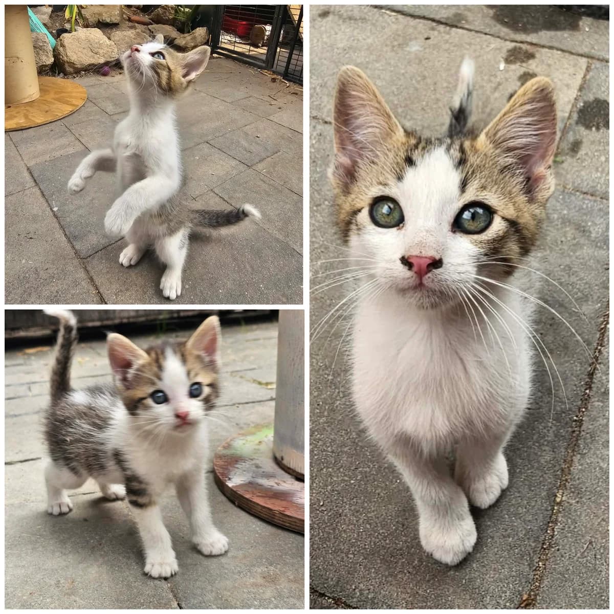 Buzz (3 mois), male Mixed Breed for adoption at L, l arche de siena
