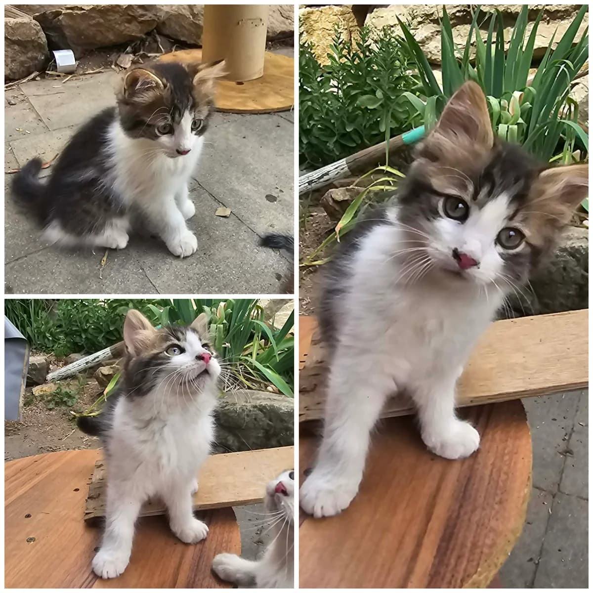 Bilbo (3 mois), male Mixed Breed for adoption at L, l arche de siena