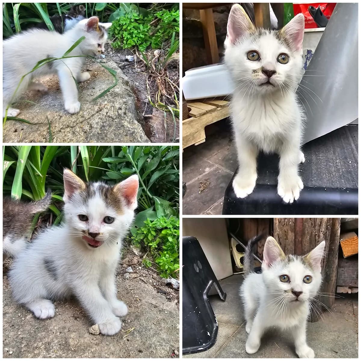 Boom (3 mois), male Mixed Breed for adoption at L, l arche de siena