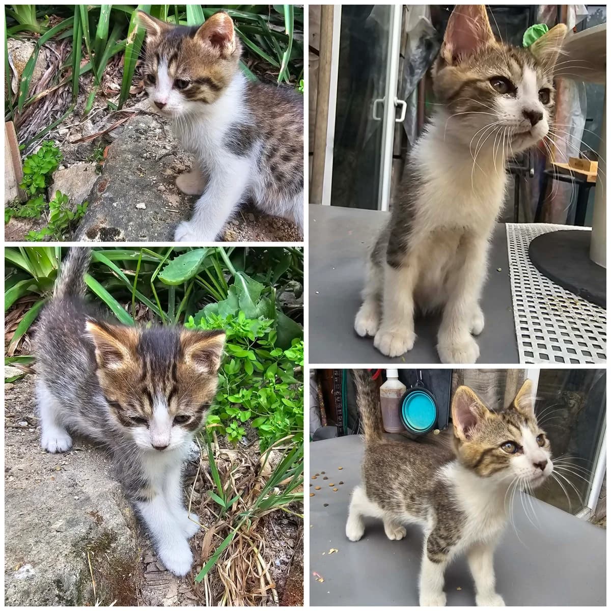 Broots (3 mois), male Mixed Breed for adoption at L, l arche de siena