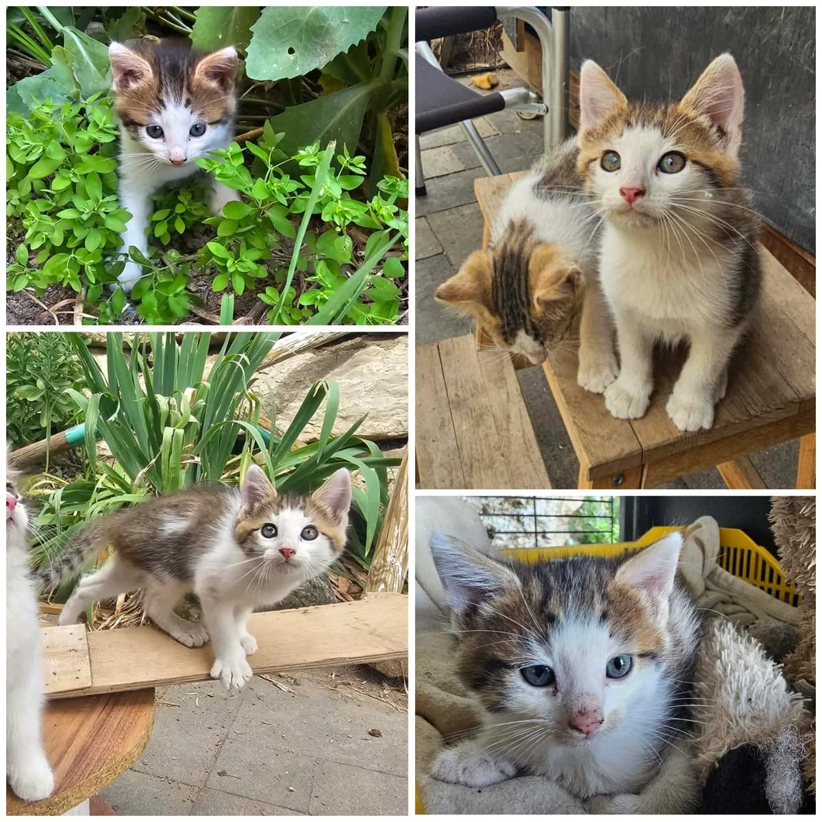 Bilba (3 mois), female Mixed Breed for adoption at L, l arche de siena