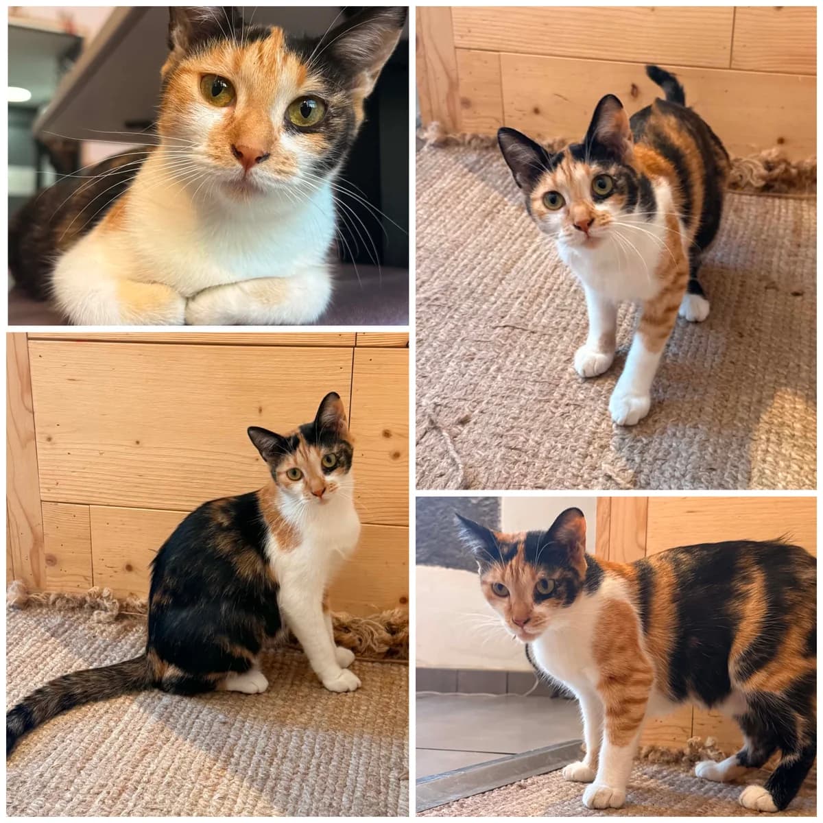 Arétouza (1 an), female young Mixed Breed for adoption at L, l arche de siena
