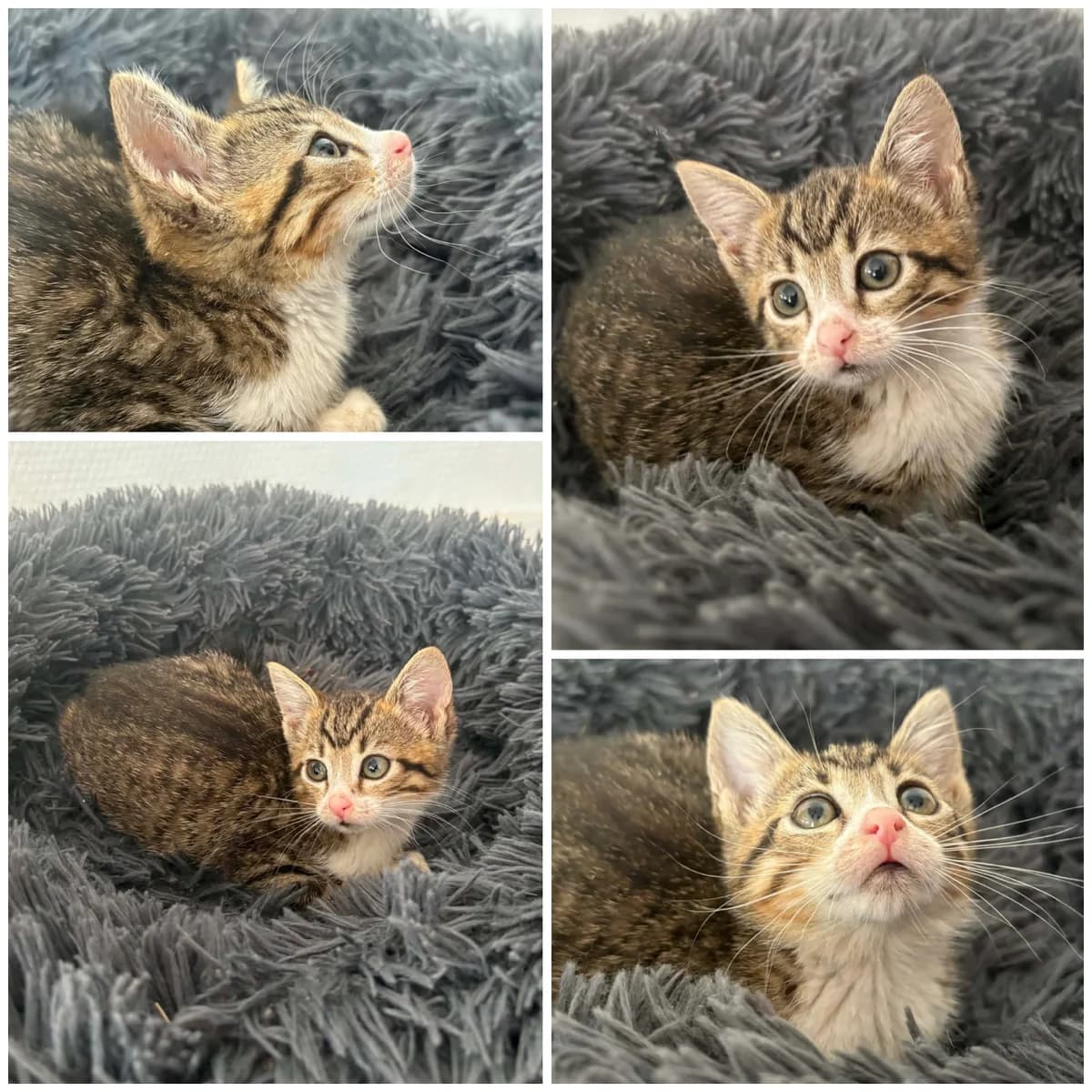 Borboleta (3 mois), female Mixed Breed for adoption at L, l arche de siena