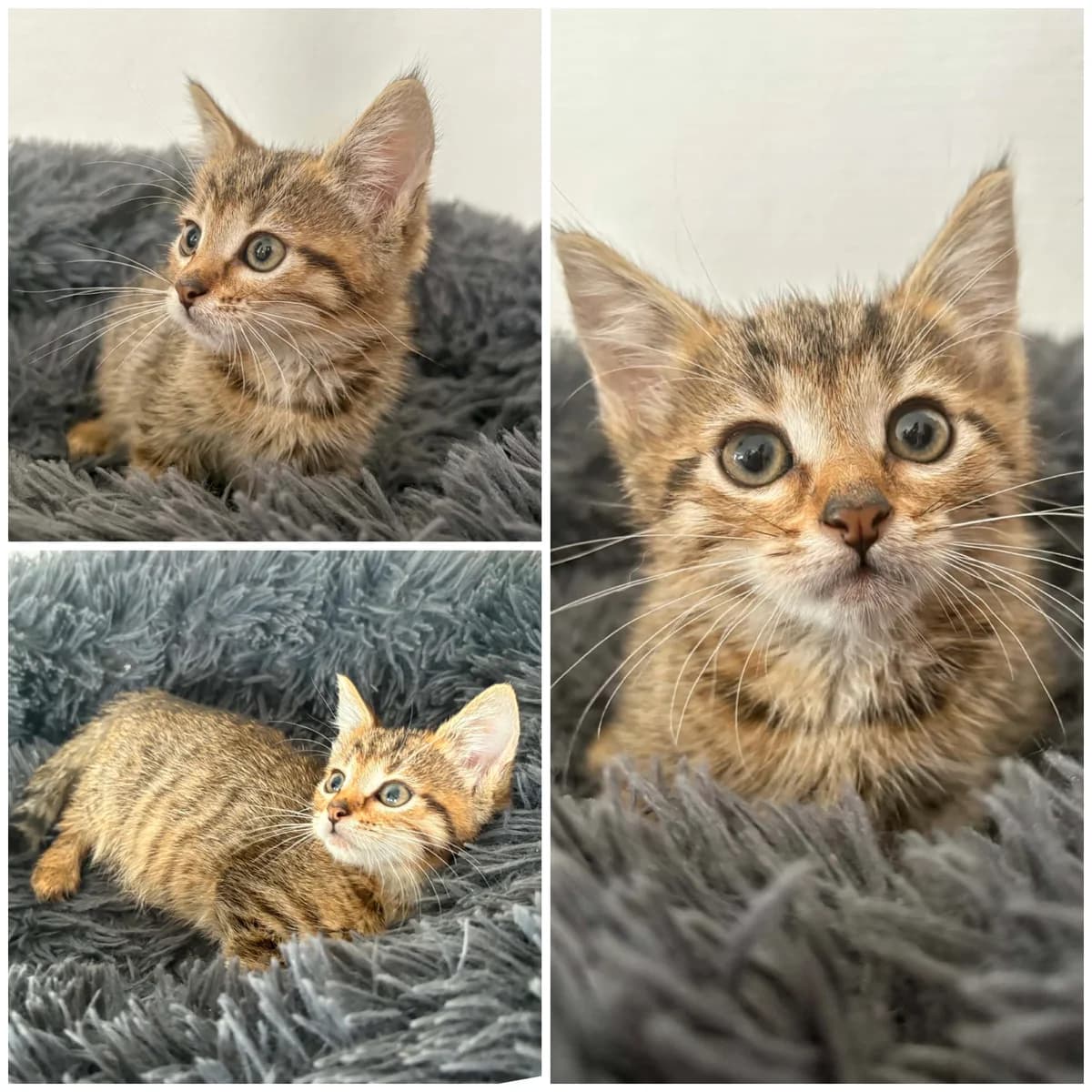 Baunilha (3 mois), female Mixed Breed for adoption at L, l arche de siena