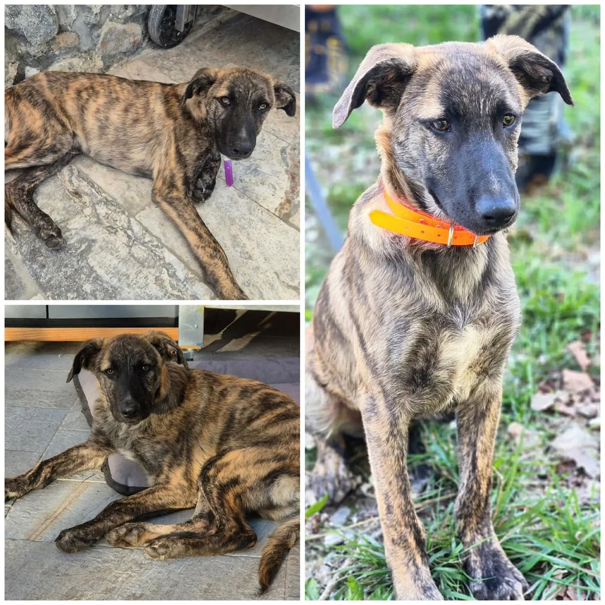 Burano (5 mois), male Mixed Breed for adoption at L, l arche de siena