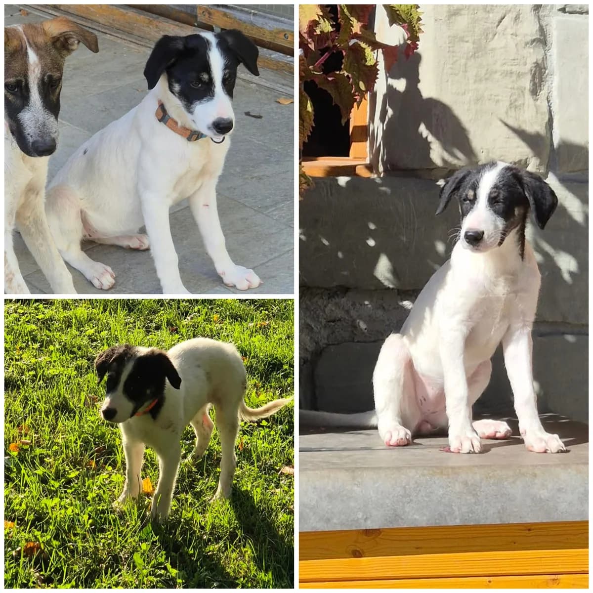 Bernadette (5 mois), female Mixed Breed for adoption at L, l arche de siena