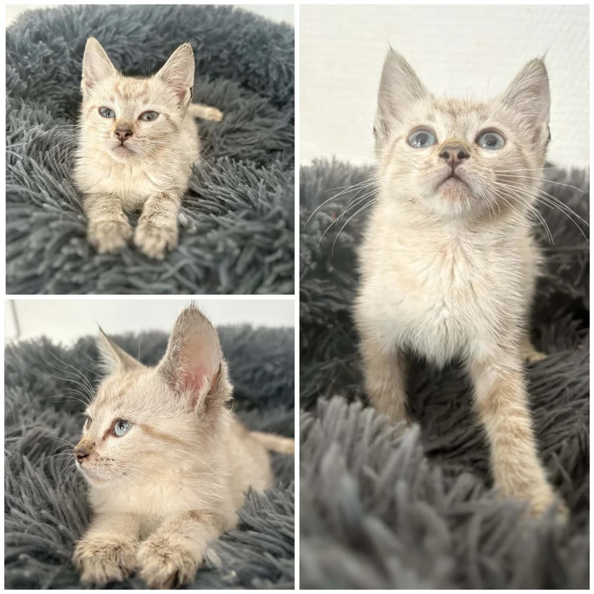 Bacalhau (3 mois), male Mixed Breed for adoption at L, l arche de siena
