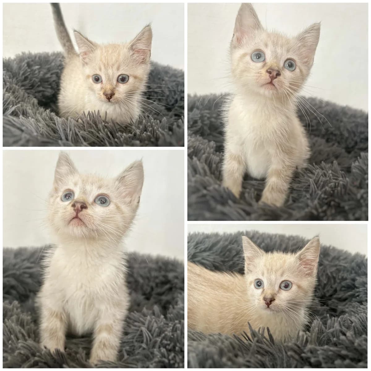 Beijhinos (3 mois), male Mixed Breed for adoption at L, l arche de siena