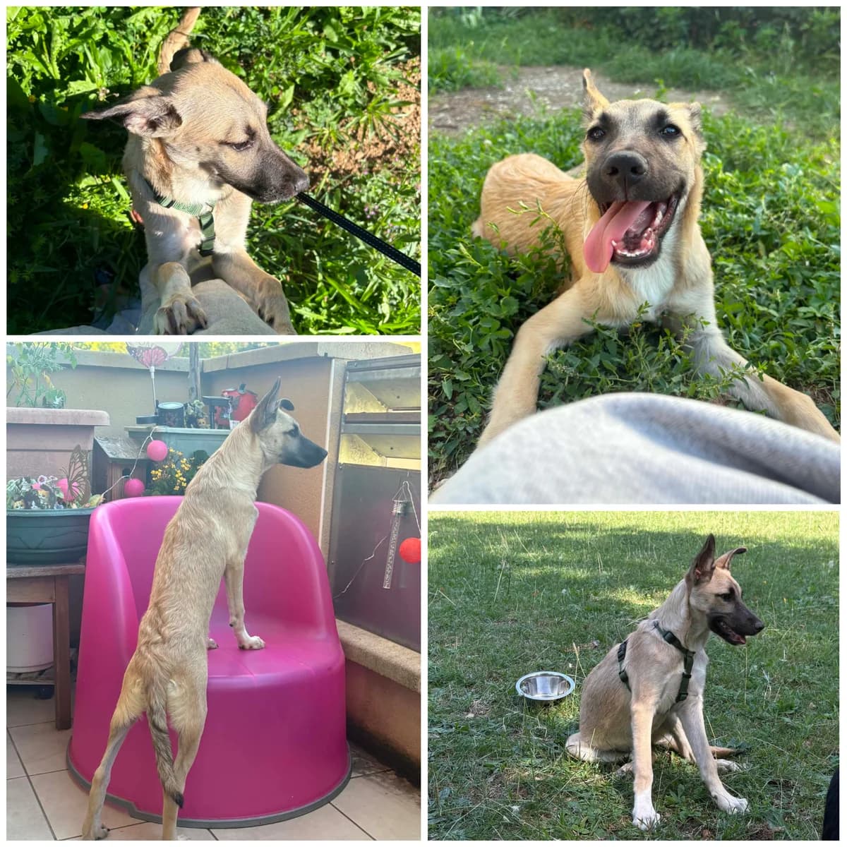 Broasca (4 mois), female Mixed Breed for adoption at L, l arche de siena