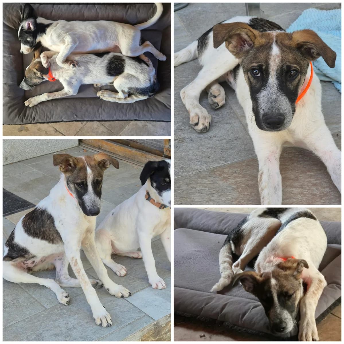 Boerosia (5 mois), female Mixed Breed for adoption at L, l arche de siena