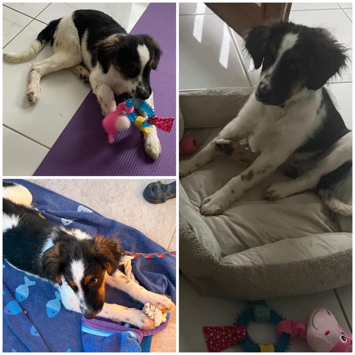Bliss (5 mois), female Mixed Breed for adoption at L, l arche de siena