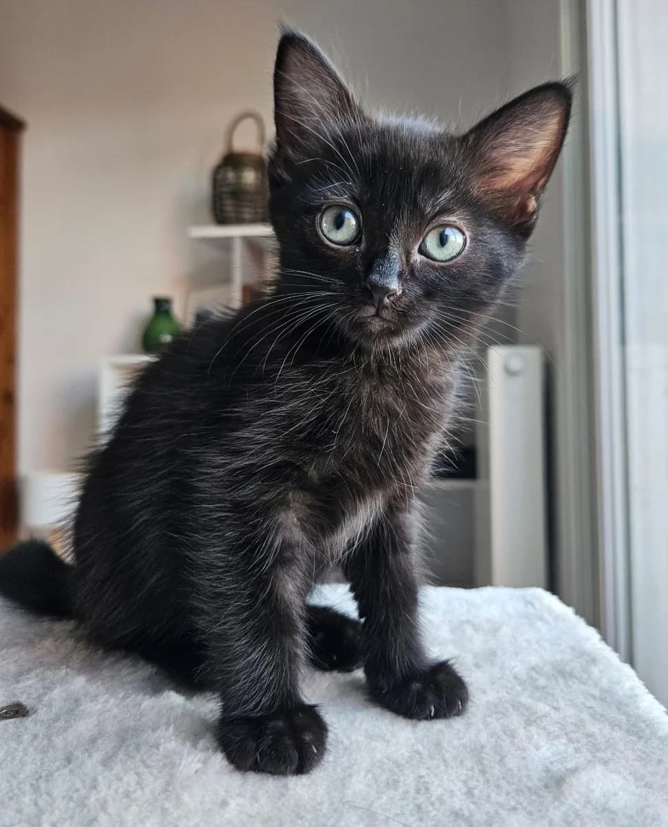 Zara, female Mixed Breed for adoption at La Chat'Hyères, Hyères