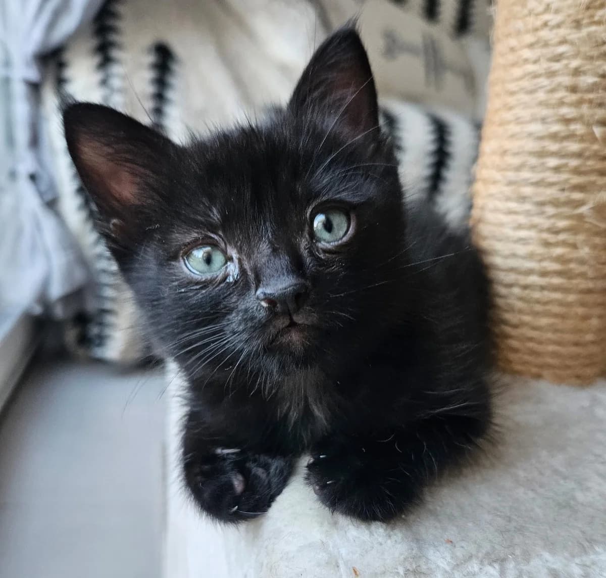 Zorro, puppy Mixed Breed for adoption at La Chat'Hyères, Hyères