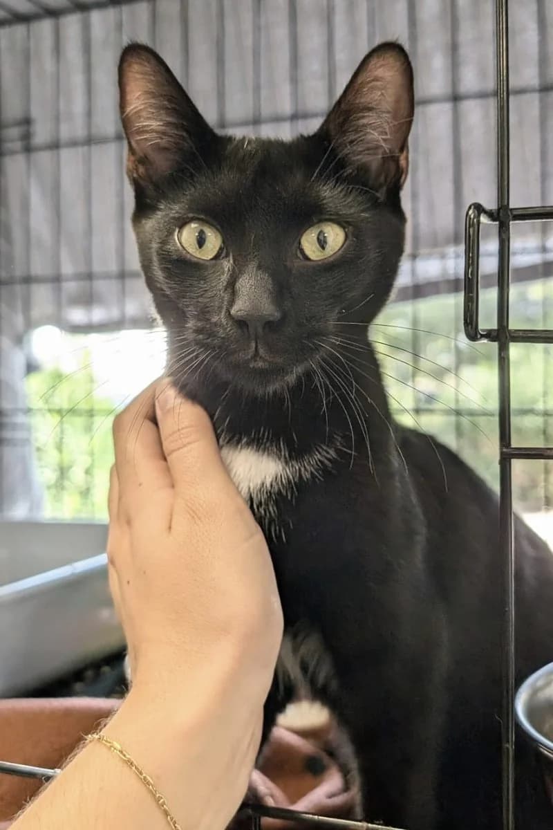 Wally, Mixed Breed for adoption at La Chat'Hyères, Hyères