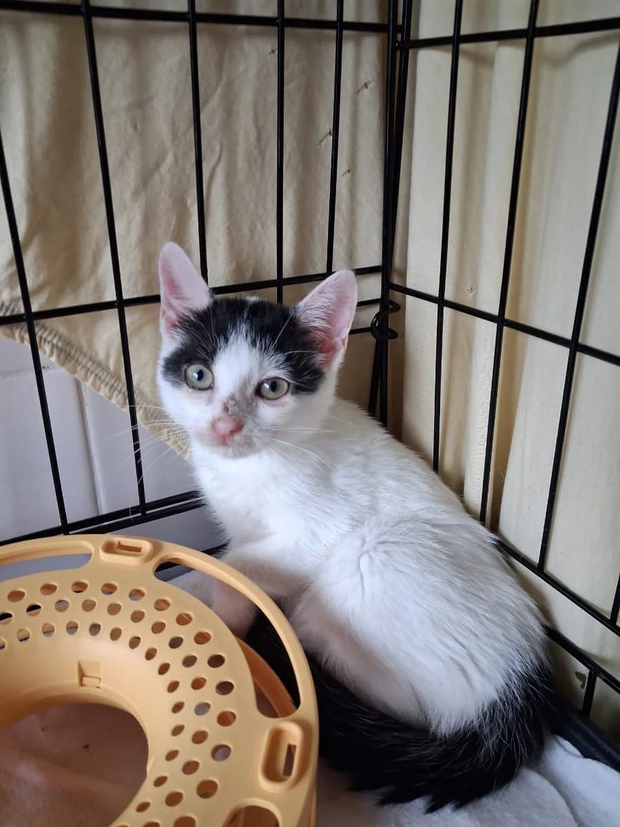 Chihiro, puppy Mixed Breed for adoption at La Chat'Hyères, Hyères