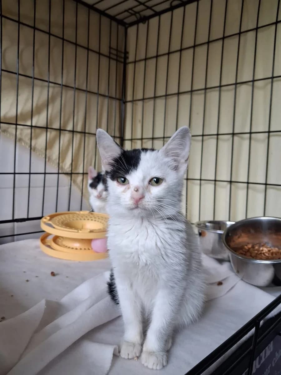 Haku, Mixed Breed for adoption at La Chat'Hyères, Hyères