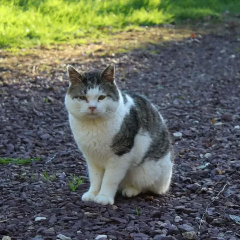 Karakas, male 5yo Mixed Breed for adoption at La Main à la Patte - Gojichats, la main a la patte gojichats