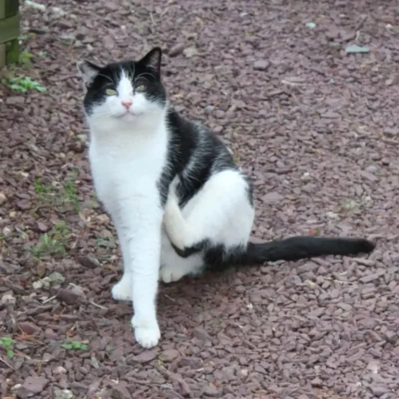 Ulysse, male 3yo Mixed Breed for adoption at La Main à la Patte - Gojichats, la main a la patte gojichats