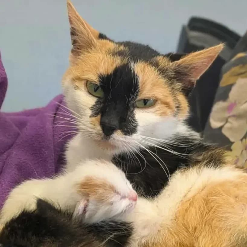 Rosa, female 7yo Mixed Breed for adoption at La Main à la Patte - Gojichats, la main a la patte gojichats
