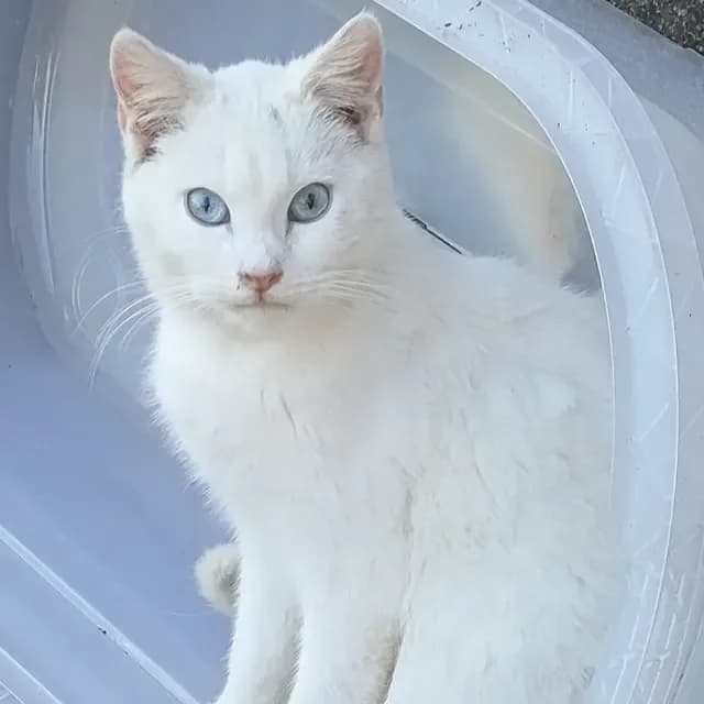 Neige, male young Mixed Breed for adoption at La Main à la Patte - Gojichats, la main a la patte gojichats