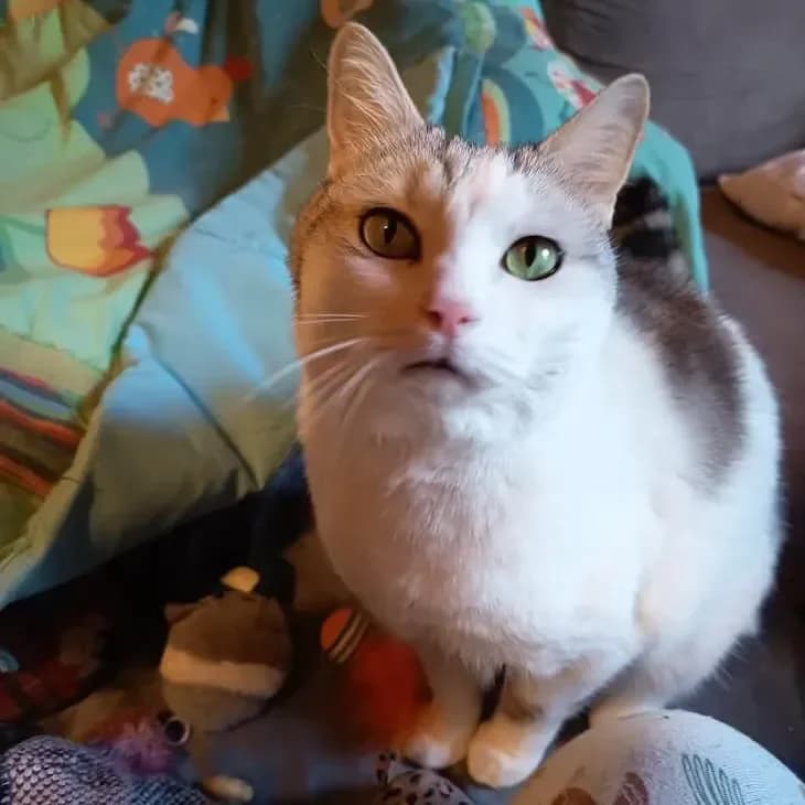 Pompon, male 7yo Mixed Breed for adoption at La Main à la Patte - Gojichats, la main a la patte gojichats