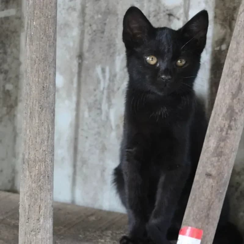 Blackie, female Mixed Breed for adoption at La Main à la Patte - Gojichats, la main a la patte gojichats
