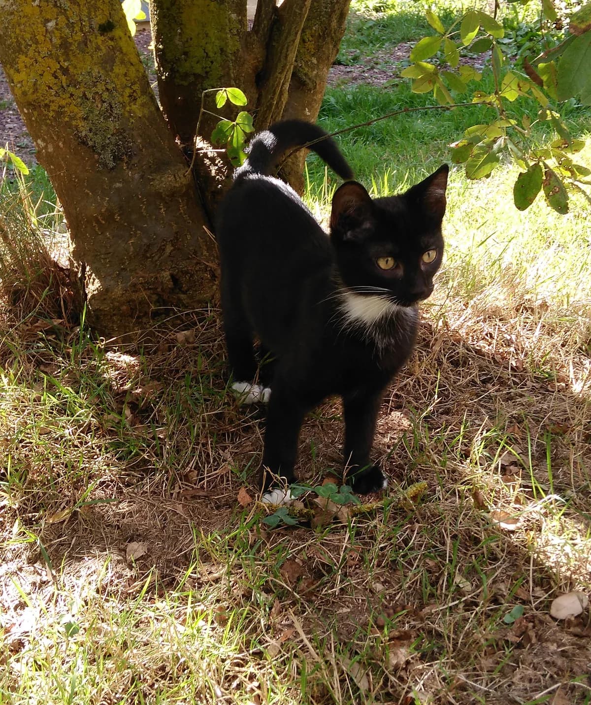Orville, puppy Mixed Breed for adoption at La Patte Normande, Bolleville
