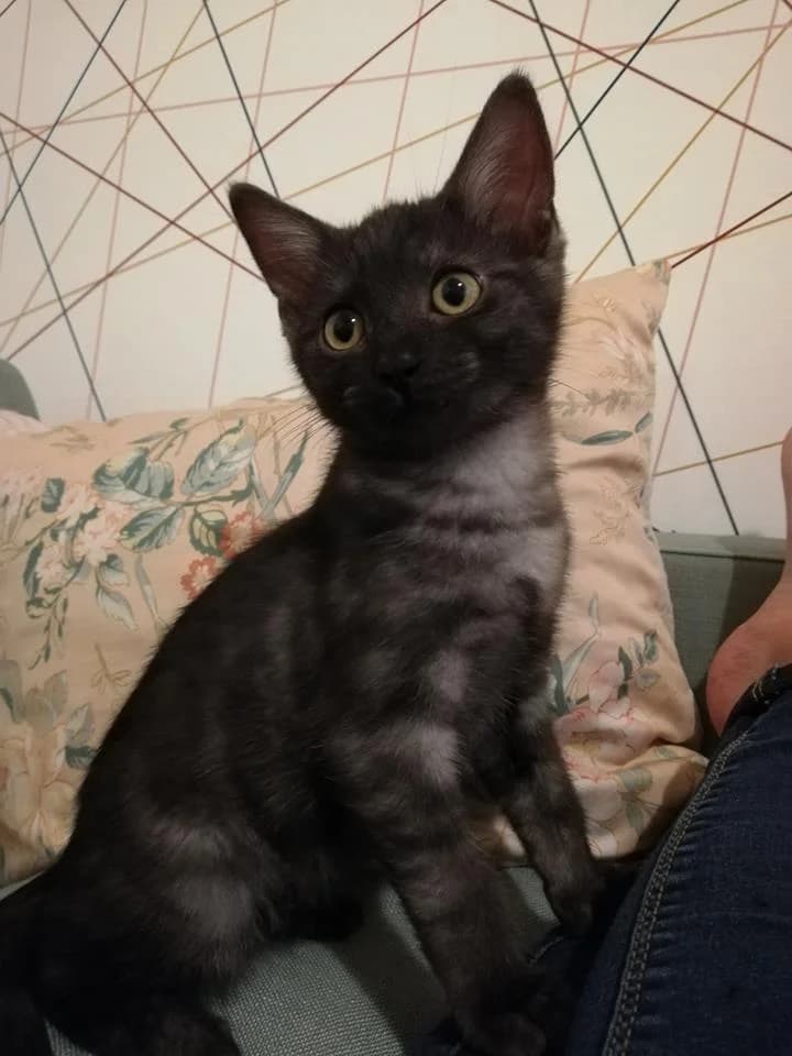 Onyx, puppy Mixed Breed for adoption at La Patte Normande, Bolleville