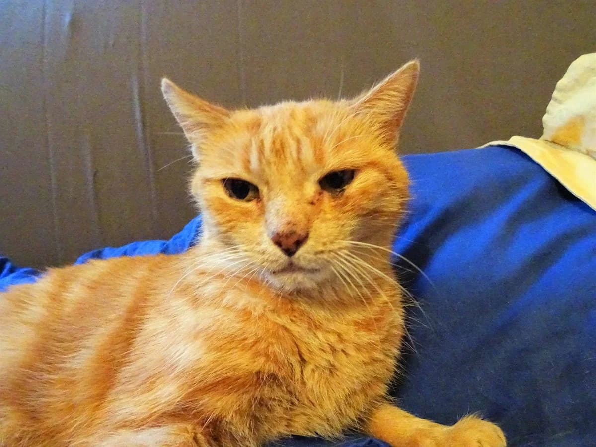 Flammèche, 5yo Mixed Breed for adoption at La Patte Normande, Bolleville