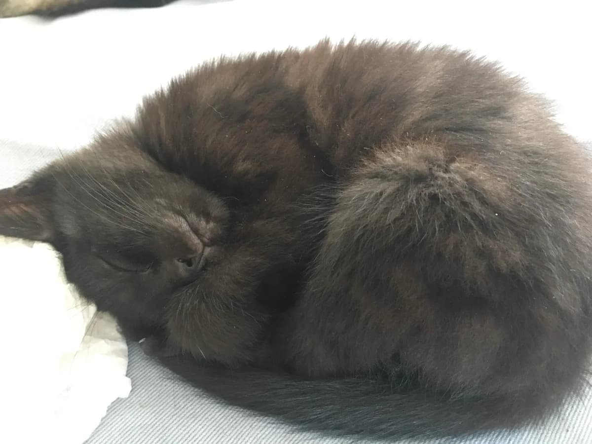 Krokmou (Orson), puppy Mixed Breed for adoption at La Patte Normande, Bolleville
