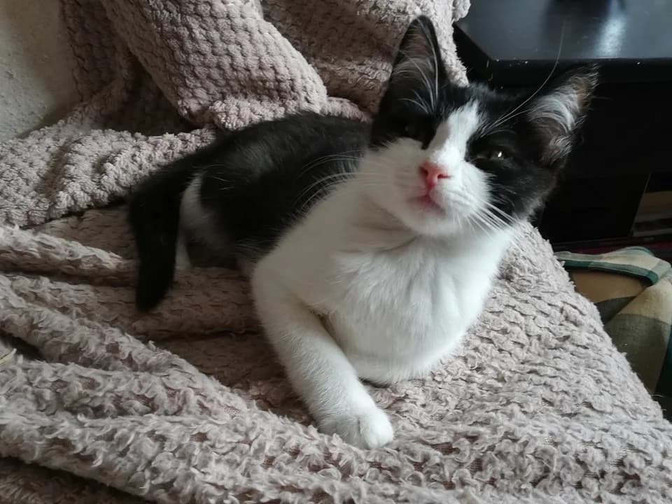 Piwi, puppy Mixed Breed for adoption at La Patte Normande, Bolleville