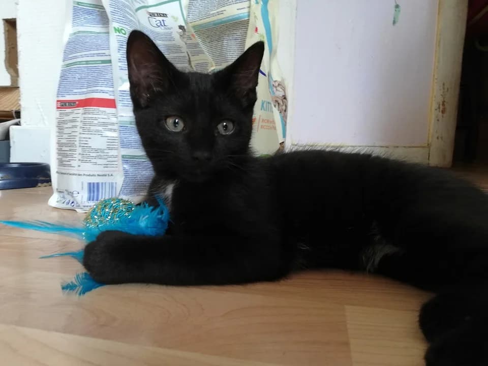 Pepsi, puppy Mixed Breed for adoption at La Patte Normande, Bolleville