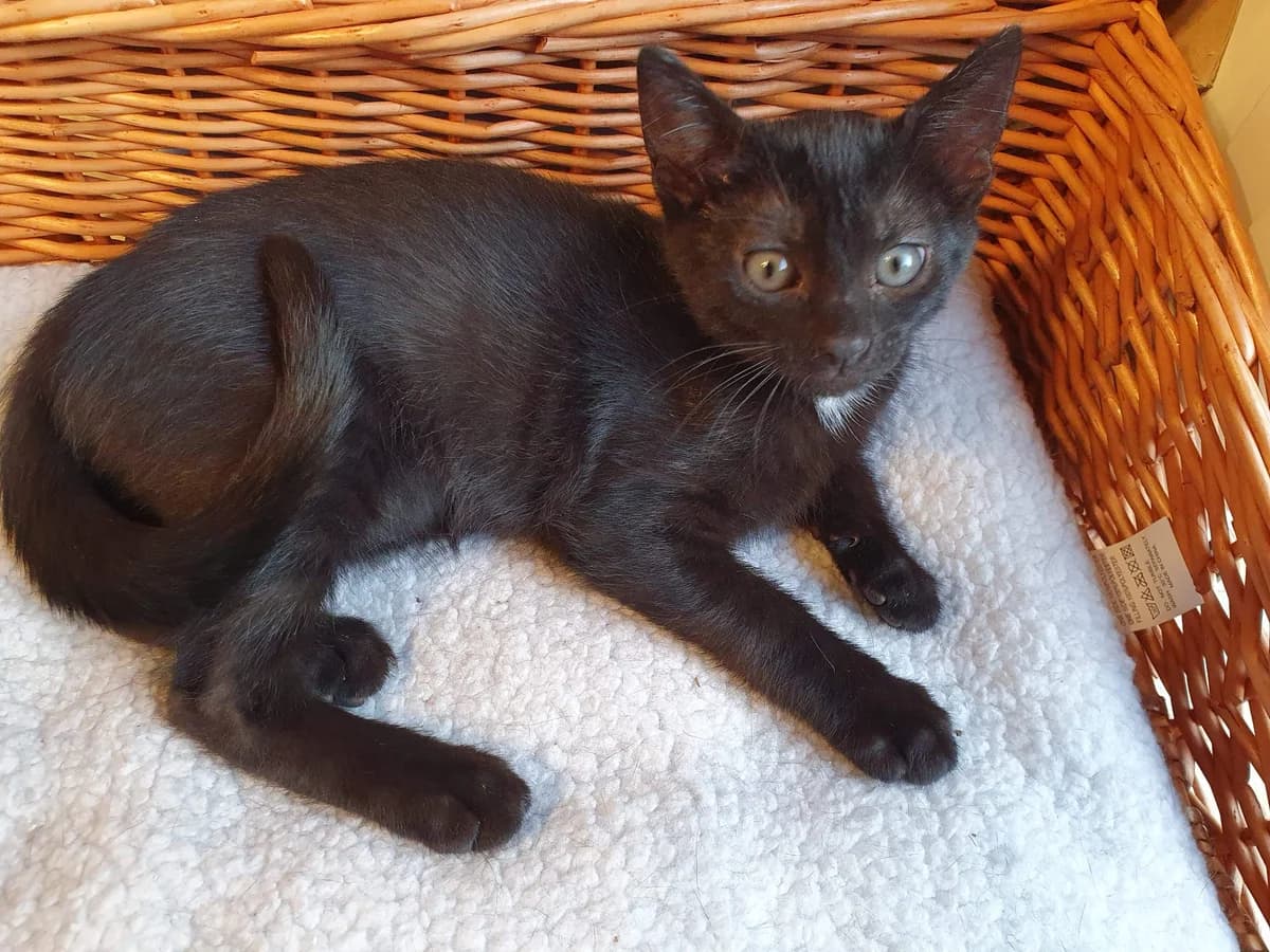 Raoul, puppy Mixed Breed for adoption at La Patte Normande, Bolleville