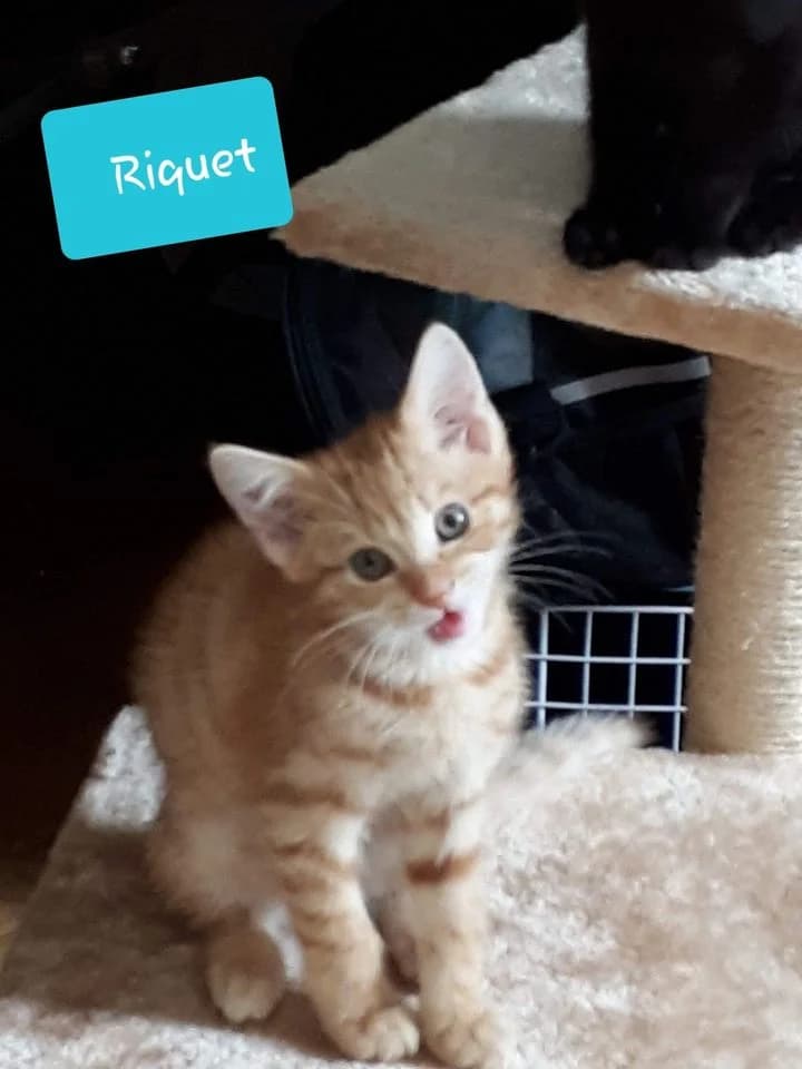 Riquet, puppy Mixed Breed for adoption at La Patte Normande, Bolleville