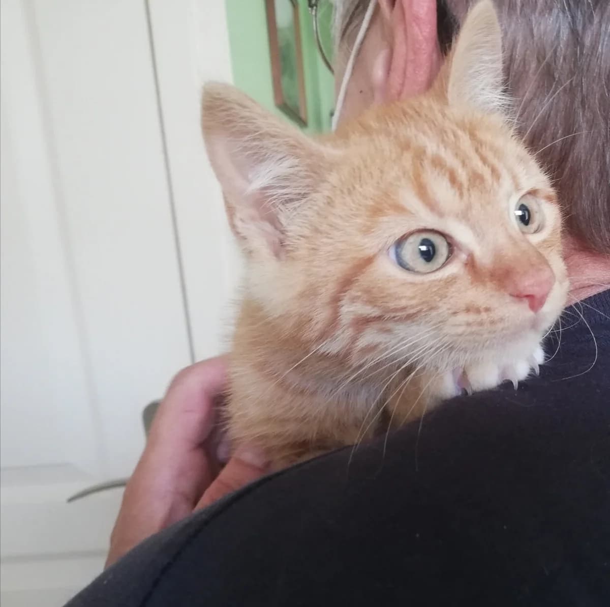 Roukinou, puppy Mixed Breed for adoption at La Patte Normande, Bolleville
