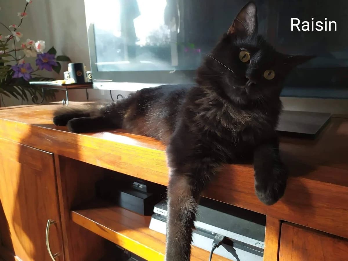 Raisin, puppy Mixed Breed for adoption at La Patte Normande, Bolleville