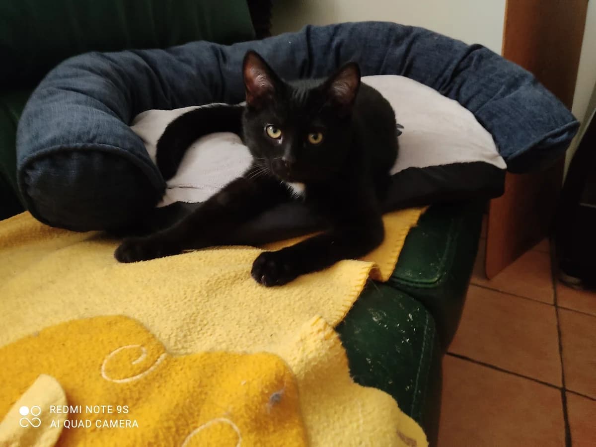 Rudolf, puppy Mixed Breed for adoption at La Patte Normande, Bolleville
