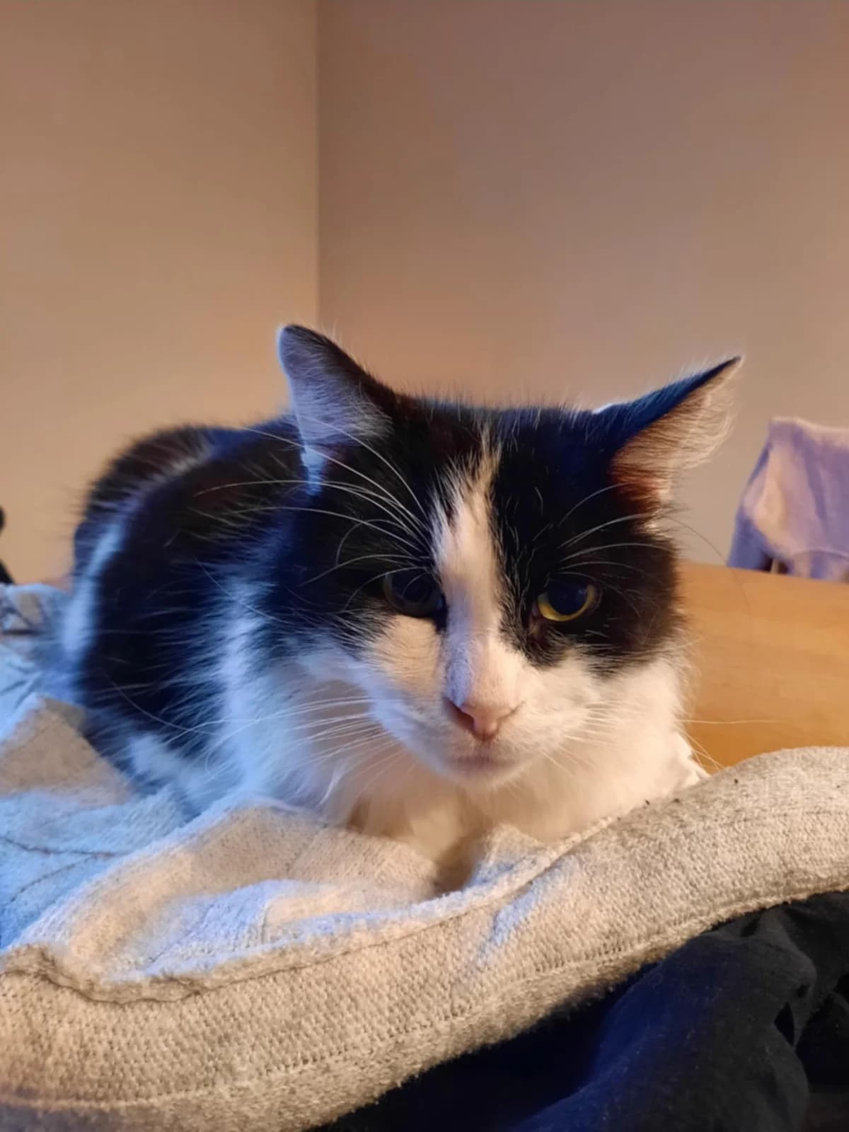 Piwi, male 5yo Mixed Breed for adoption at La Patte Normande, Bolleville
