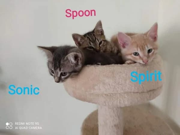 Spoon, Sonic et Spirit, male Mixed Breed for adoption at La Patte Normande, Bolleville