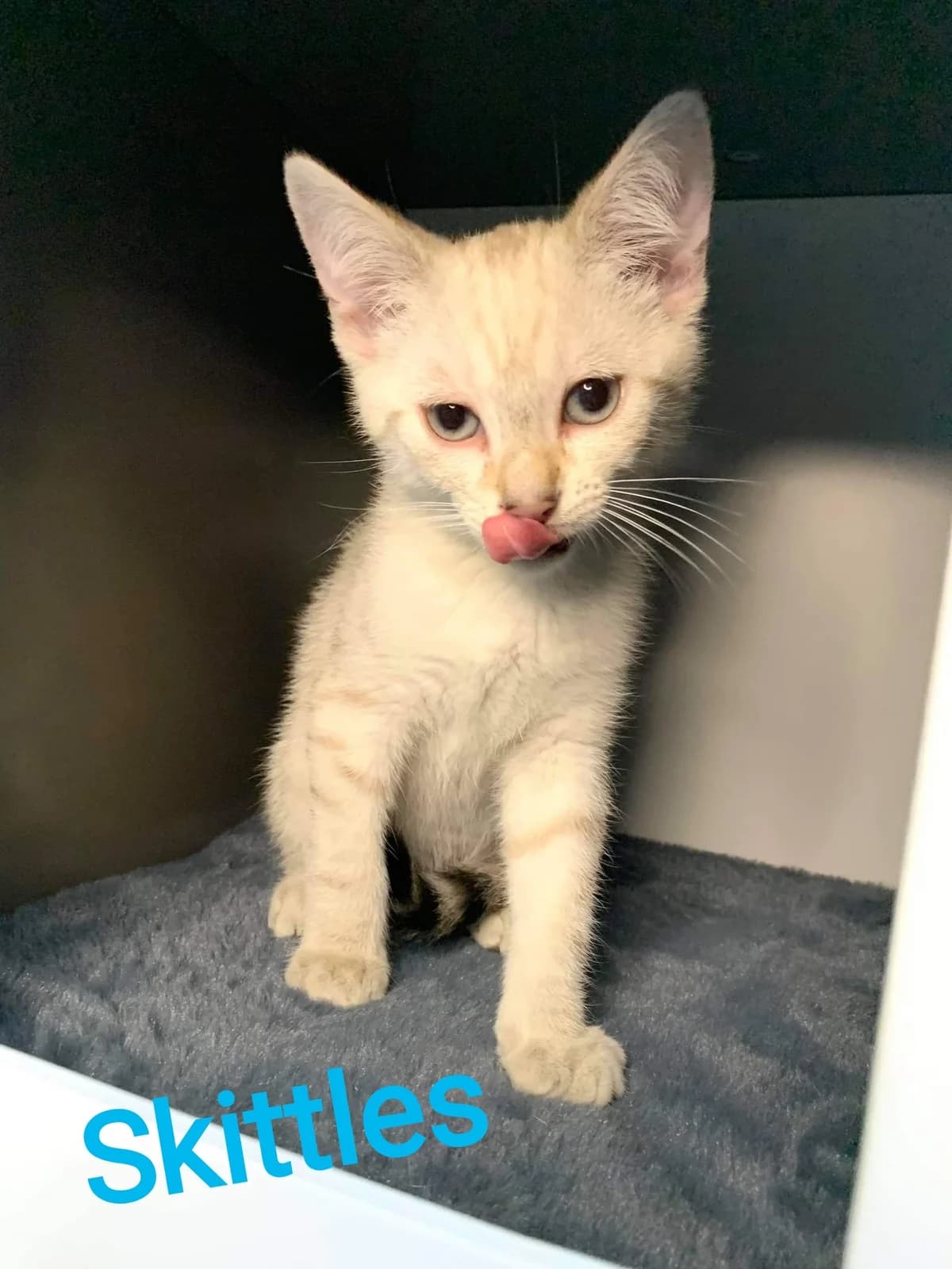 Skittles, male puppy Mixed Breed for adoption at La Patte Normande, Bolleville