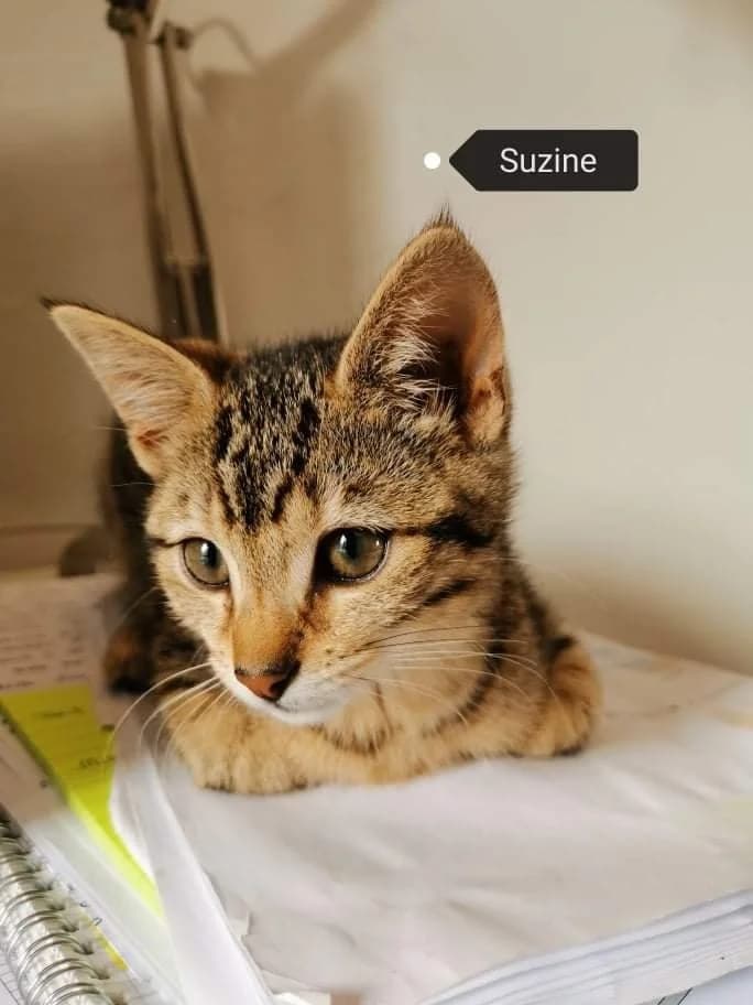 Suzine, puppy Mixed Breed for adoption at La Patte Normande, Bolleville