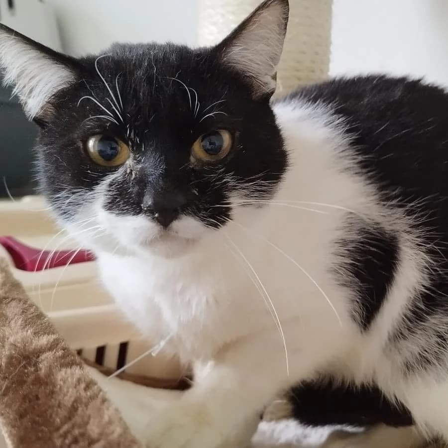 Ginko, male 4yo Mixed Breed for adoption at La Patte Normande, Bolleville