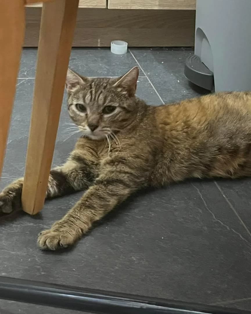 Tia, female young Mixed Breed for adoption at La Patte Normande, Bolleville