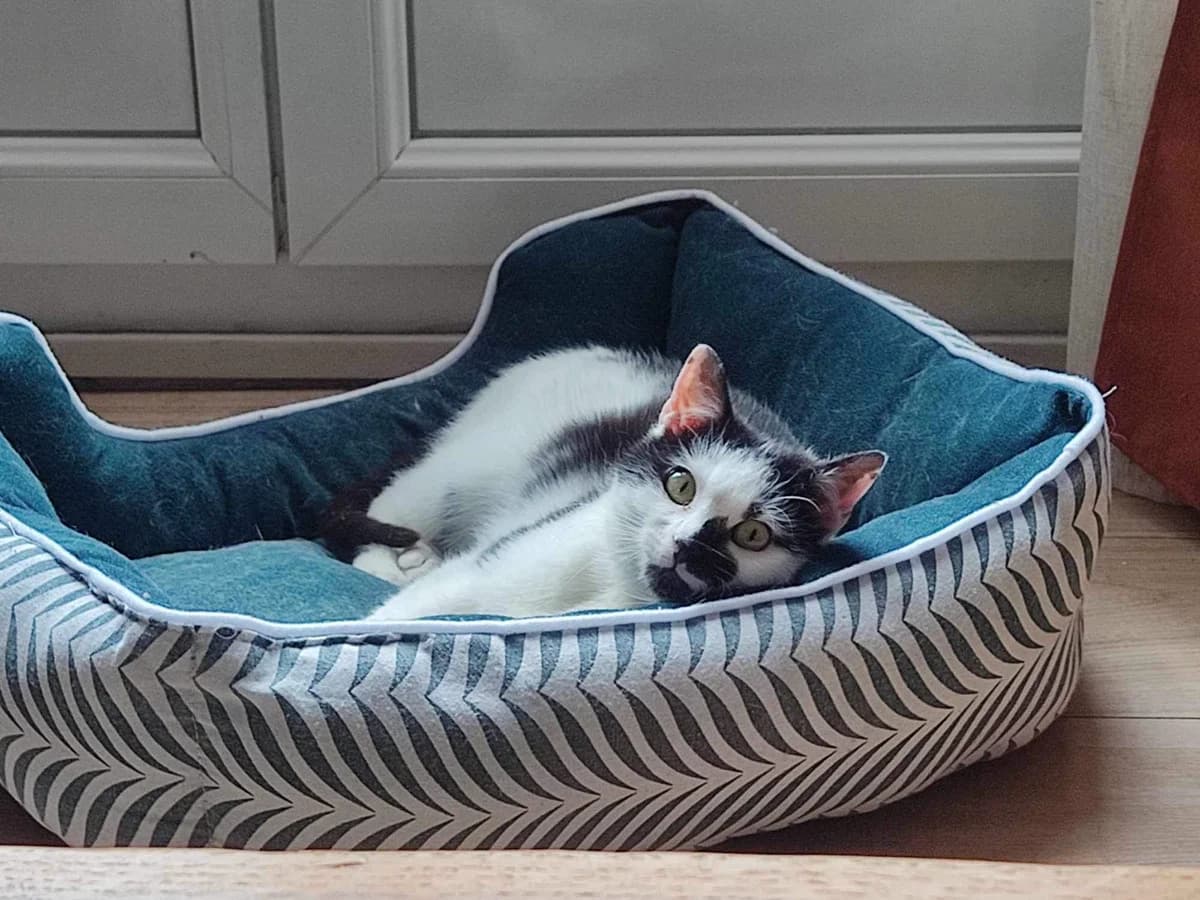 Virgule, female 3yo Mixed Breed for adoption at La Patte Normande, Bolleville