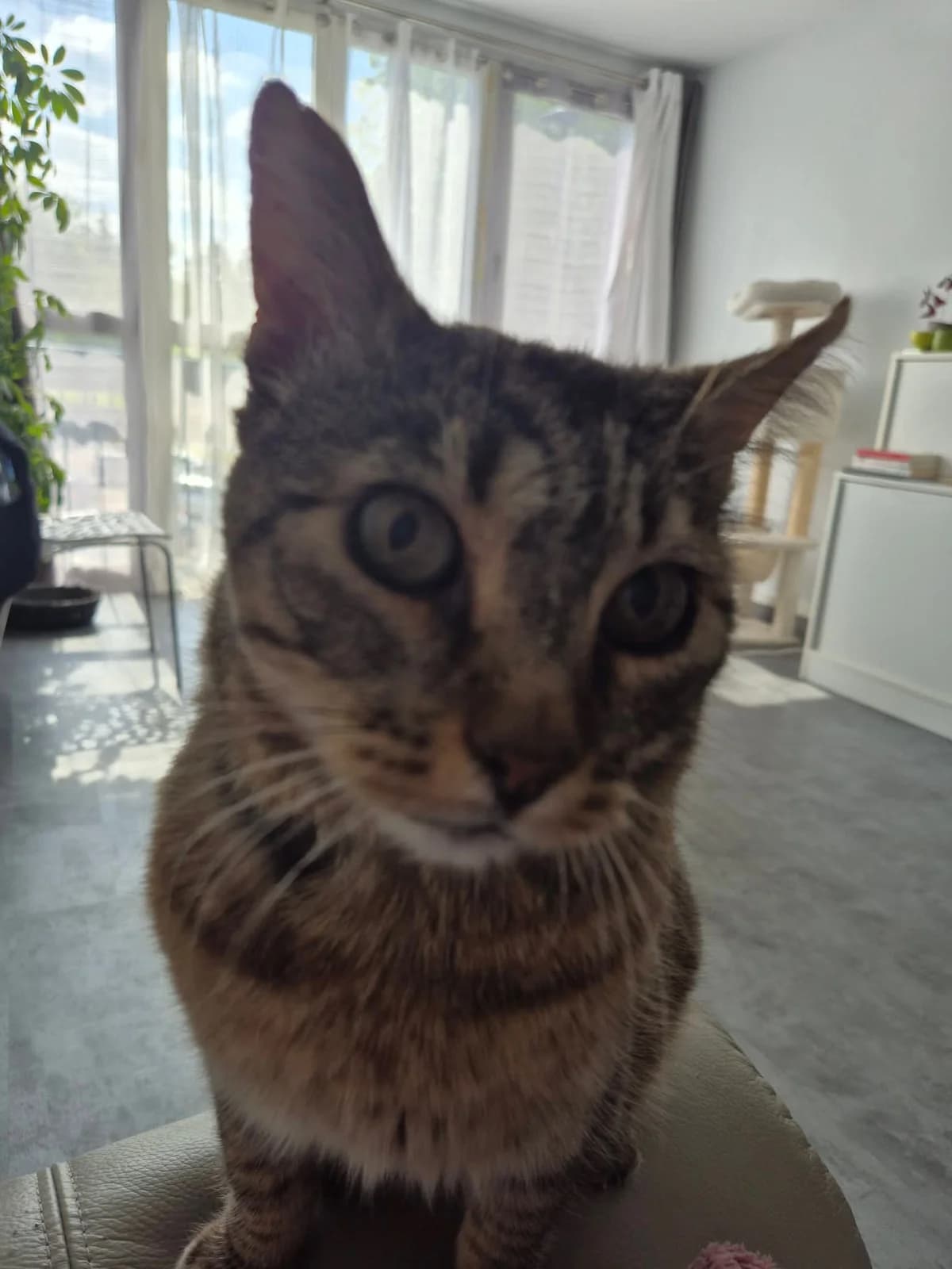 Jimmy, 5yo Mixed Breed for adoption at La Patte Normande, Bolleville