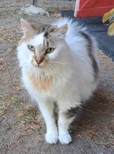Tweety, female senior European Shorthair for adoption at Refuge La Petite Arche, la petite arche