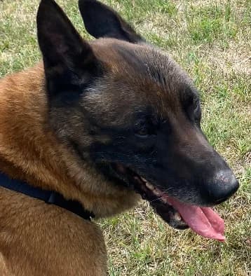 Newton, male senior Belgian Malinois for adoption at Refuge La Petite Arche, la petite arche