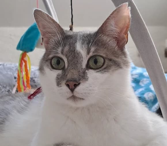 Alma, female young European Shorthair for adoption at Refuge La Petite Arche, la petite arche