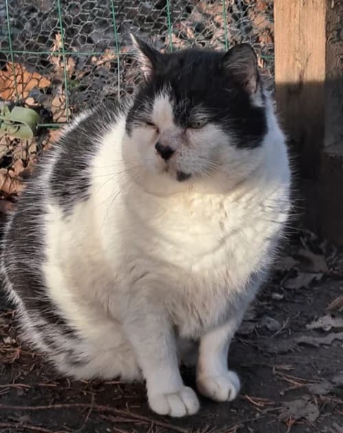 Baloo, male senior European Shorthair for adoption at Refuge La Petite Arche, la petite arche